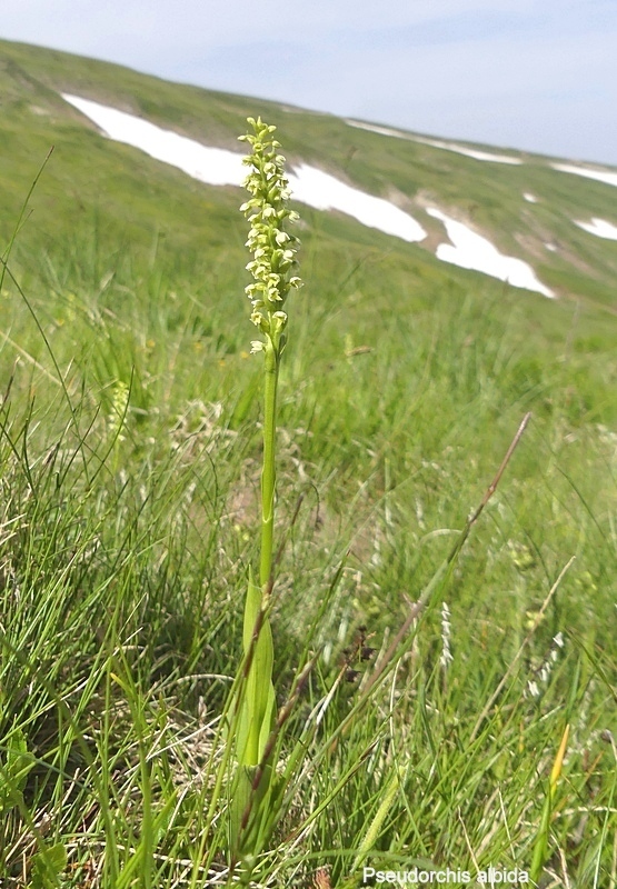 Pseudorchis albida e la variante tricuspis nel Parco nazionale del Gran Sasso e Laga